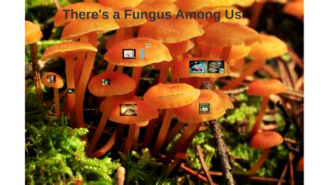 Theres A Fungus Among Us By Matt Cvitkovich