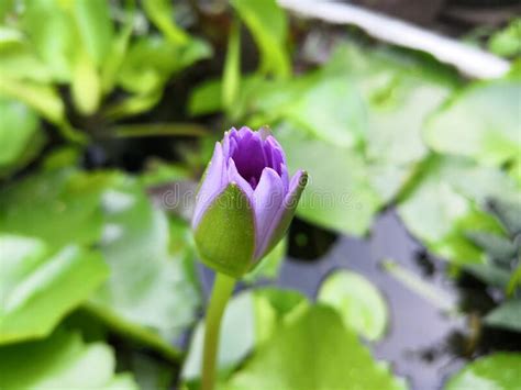 Purple Lotus Flower Nearing To Bloom Stock Image Image Of Nearing