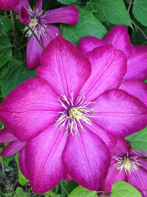 A flowering clematis vine (clematis spp.) spilling over a garden wall or scrambling up a trellis to maximize your clematis' floral display, you can and should cut back in the first spring after planting it. clematis flowers | Pin it Like Image | Clematis flower ...