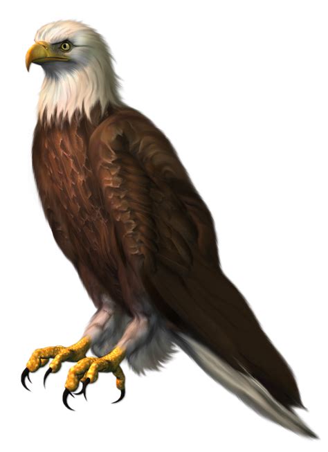 Bald Eagle Clip Art Eagle Transparent Png Clipart Picture Png