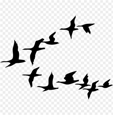 Imagini gratuite cu păsări care zboară descarcă imagini gratuite