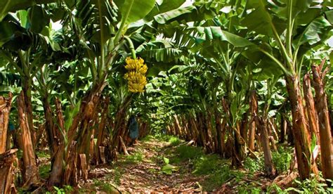 Banana Tree Facts Benefits Uses Grow Tips And Care