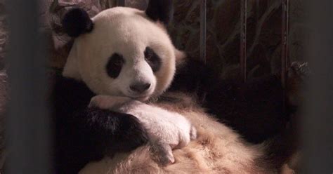 Giant Pandas Saving The Giant Panda From Extinction 60 Minutes Cbs