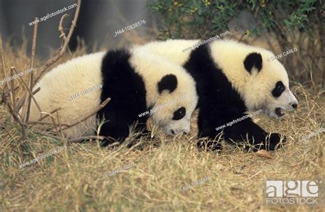 Giant Panda Ailuropoda Melanoleuca Chengdu Breeding And Research Base