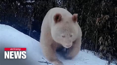 World’s Only Known All White Panda Caught On Camera Youtube