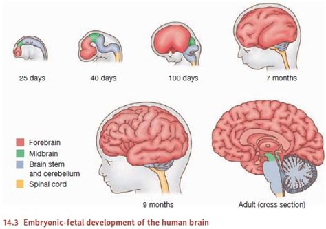 Prenatal Development