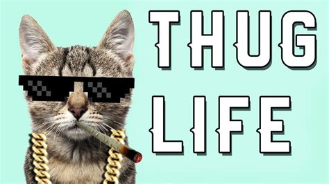 Cat Thug Life Funny Cat Thug Life Compilation 1 Thug Life Thug