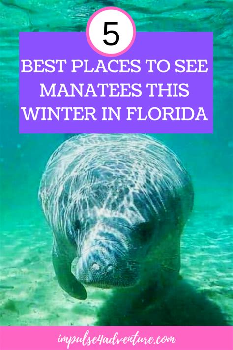 5 Best Places To See Manatees In Florida This Winter Places To See