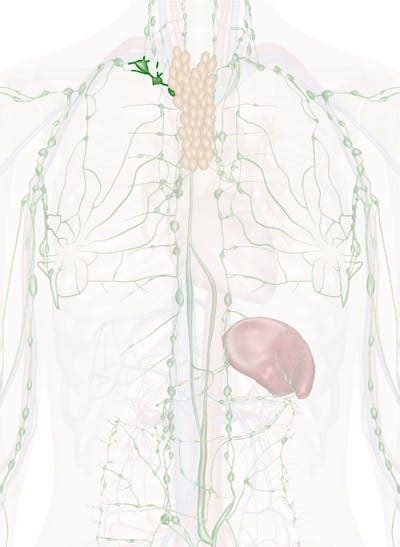 The Right Lymphatic Duct 3d Anatomy Model