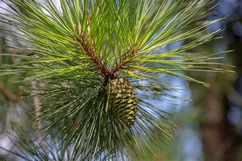 How To Grow And Care For Longleaf Pine