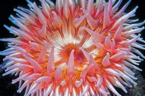 ‘tentacalizing A Look At Anemones Sea Anemone