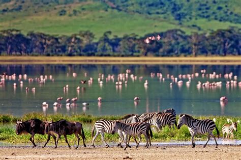 The Tanzanian Safari Of Adventure And Romance Zicasso