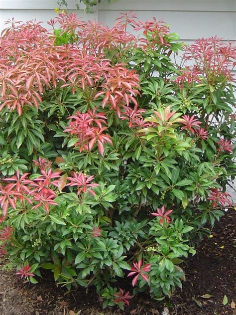 Buy Pieris Mountain Fire Japanese Andromeda Online Free Shipping