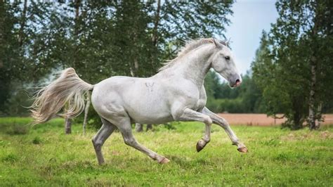 Lipizzaner Horse Facts And Information Breed Profile