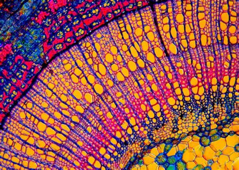 Microscopy Microscopic Photography Biology Art Micro Photography