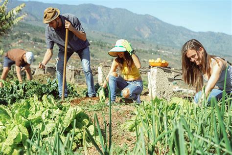 Veggie Gardening In The Mountains Growing High Altitude Vegetables