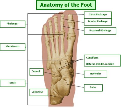 Foot With Labelled Diagram