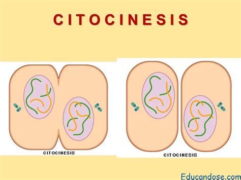 Cariocinesis Y Citocinesis Definicion Educándose En Línea Mitosis