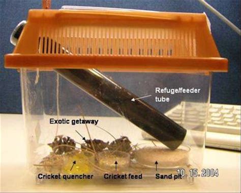 Maybe you would like to learn more about one of these? One by one, Cricket and Lizards on Pinterest