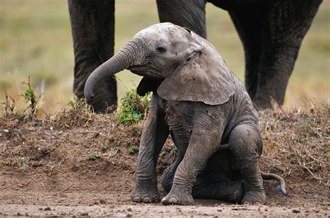 Pregnant Elephant Giving Birth