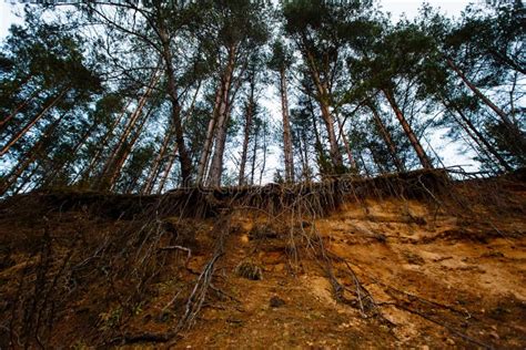 Group Of Pine Trees Exposed To Huge Soil Erosion Stock Image Image Of