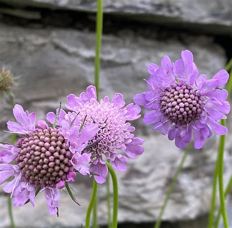 Scabiosa Lucida Glanzskabiose Nordischer Garten Shop