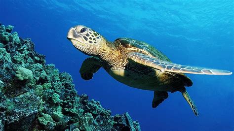 🔥 Free Download Green Sea Turtle Hd Wallpaper Creative Pics 1920x1080