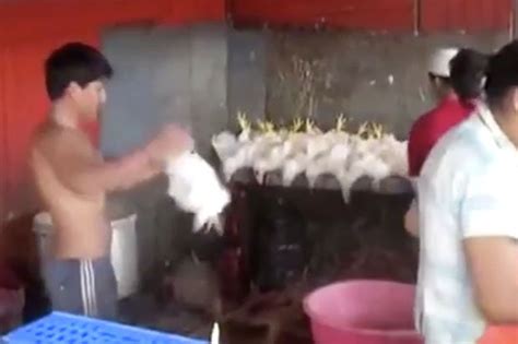 Cruel Farmers Brutally Kill Chickens With Kung Fu Moves Daily Star