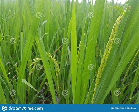 Green Rice Plants In A Wide Rice Field Stock Photo Image Of Flower