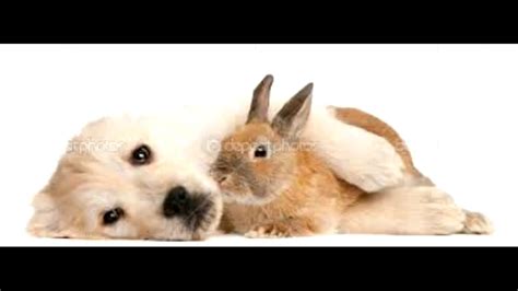 Dan is deze app precies voor jou! Schattige dieren foto's #2 - YouTube