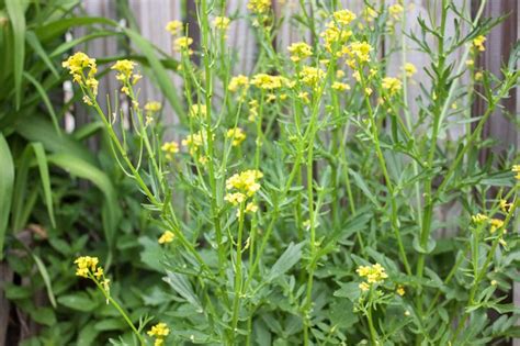 Yellow flowering weeds tall stalk weed with yellow flowers the home garden yellow weed goldenrod flower by jocelyner on deviantart How to Kill Yellow Mustard Weed | Hunker