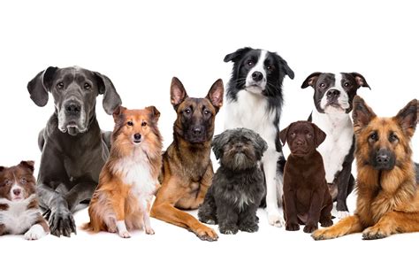 Dog Breeds Differ From Each Other In Their Cognitive Traits Current