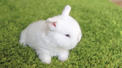 Cutest Little Bunny Prison Break Youtube