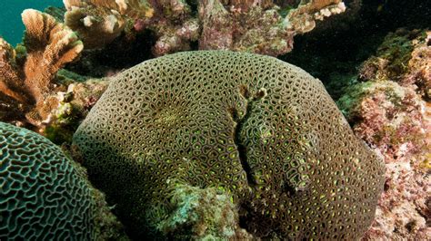 Brain Corals Have The Genes To Outsmart The Heat Great Barrier Reef