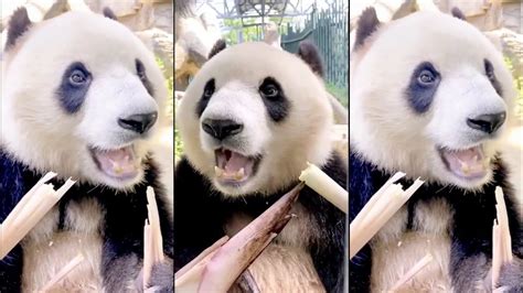 How Many Teeth Do Giant Pandas Have 🔴 Panda Food Cute Animals 2021