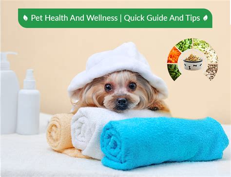 Pet Health And Wellness Quick Guide And Tips Petcaresupplies Blog