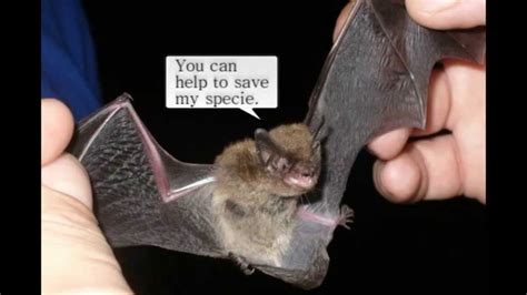 Indiana Bat Endangered Species