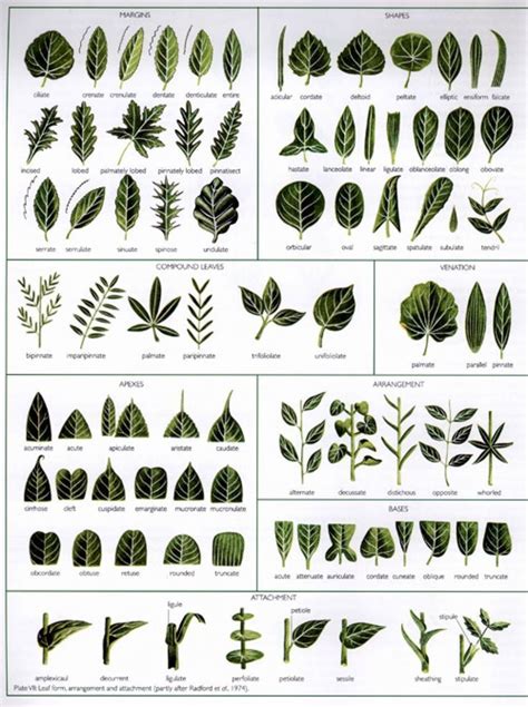 Botanical Drawings Botanical Prints Garden Trees Trees To Plant