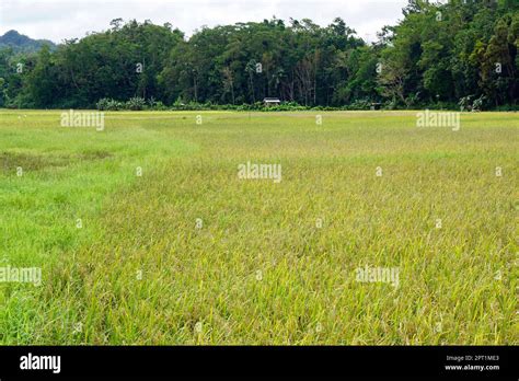 Scenic Rice Fields On Bohol Island At The Philippines Stock Photo Alamy