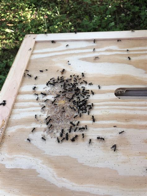 black ants in beehive what to do r beekeeping