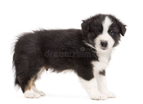 Side View Of An Australian Shepherd Puppy Standing And Portrait Against