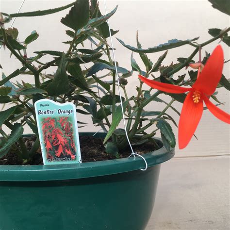 Have your flower starts ready to go. Begonia Hanging Basket, 'Bonfire Orange' | Forget Me Not ...