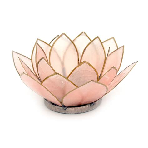 Contrast Peach Colored Capiz Shell Blooming Lotus Flower Blossom