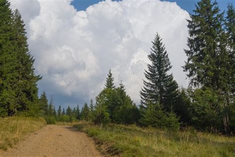 Ground Road Through A Pine Forest Unsed A Dense Cumulus Clouds Stock