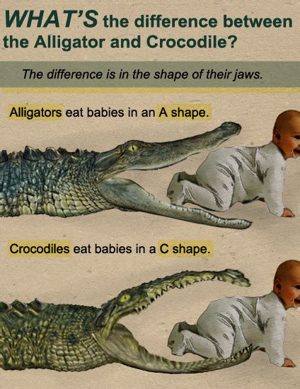 The Difference Between Alligators And Crocodiles Funny