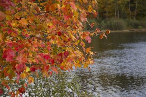 Foliage Autumn Leaves Trees Water Fall Free Stock Photos In  Format