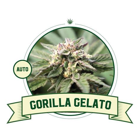 Gorilla Gelato Automatic 3 Seeds Csb Supply Bv