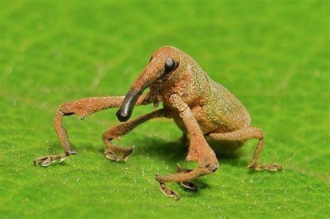 Weevil Cool Insects Bugs And Insects Beautiful Bugs Amazing Nature