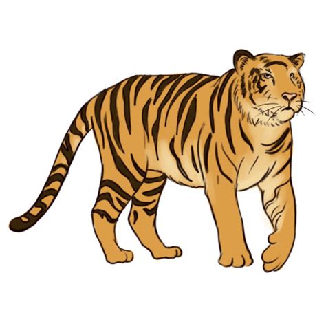 Detalle Imagen Dibujos De Tigres A Color Thptnganamst Edu Vn