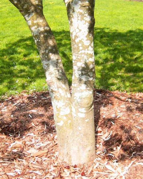 Magnolia Tree Bark Picture